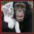 Play Swing and Set - Monkeys